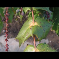 Mahonia Bealei (fam Berberidacees) (Chine) (5)